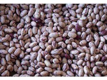 Rancho Gordo Cranberry Beans