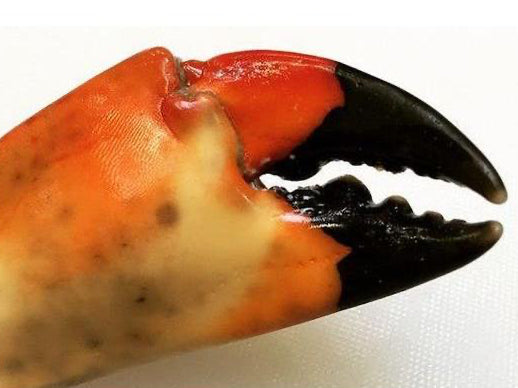 Large Stone Crab Claws