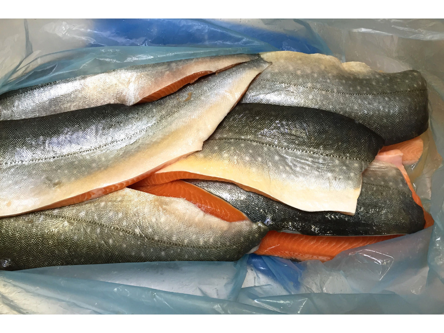 Arctic Char