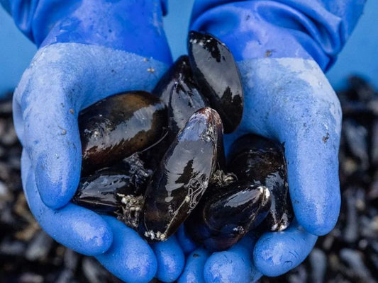 Bangs Island Mussels