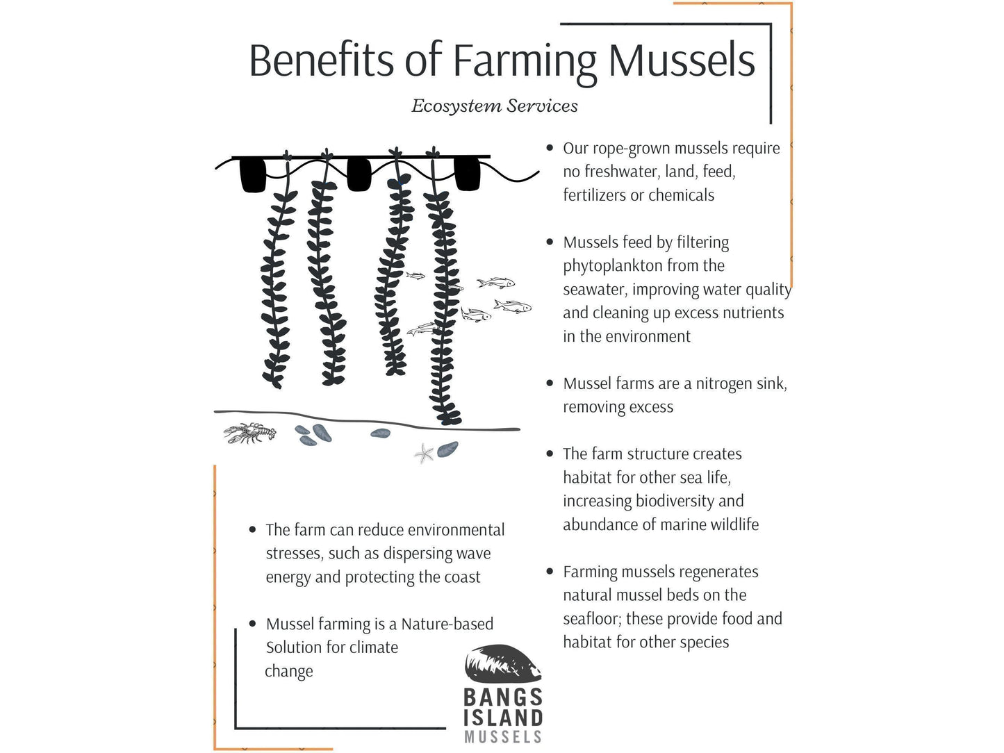 Bangs Island Mussels