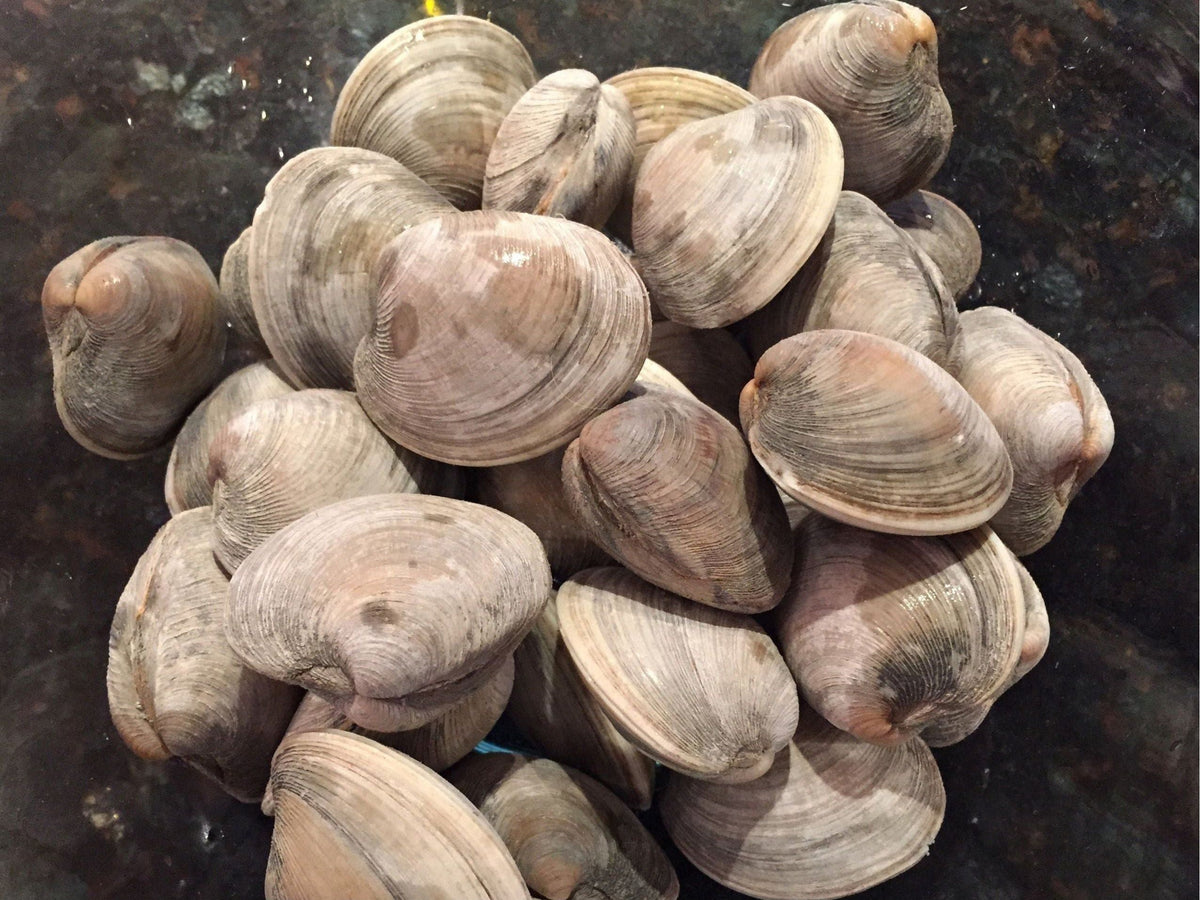 Littleneck clams