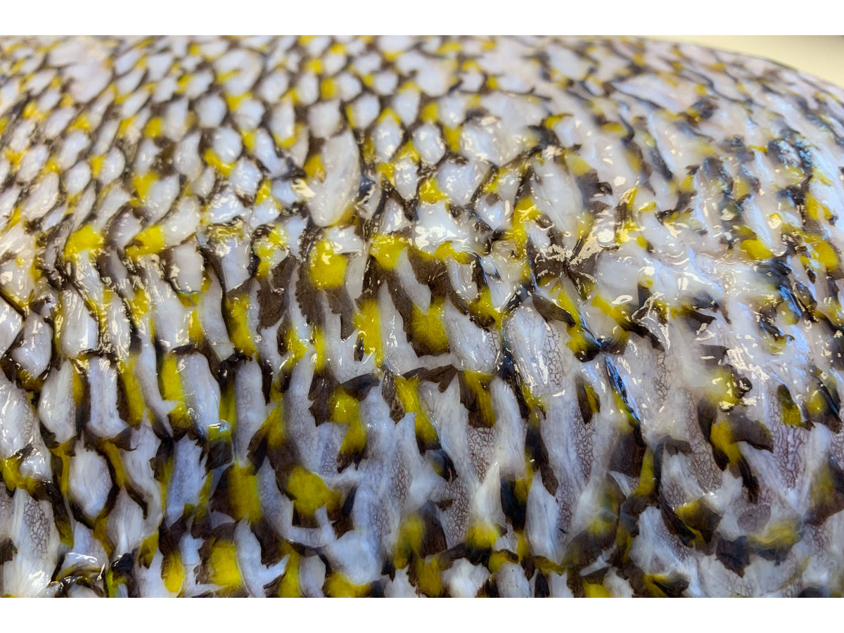Golden Tilefish