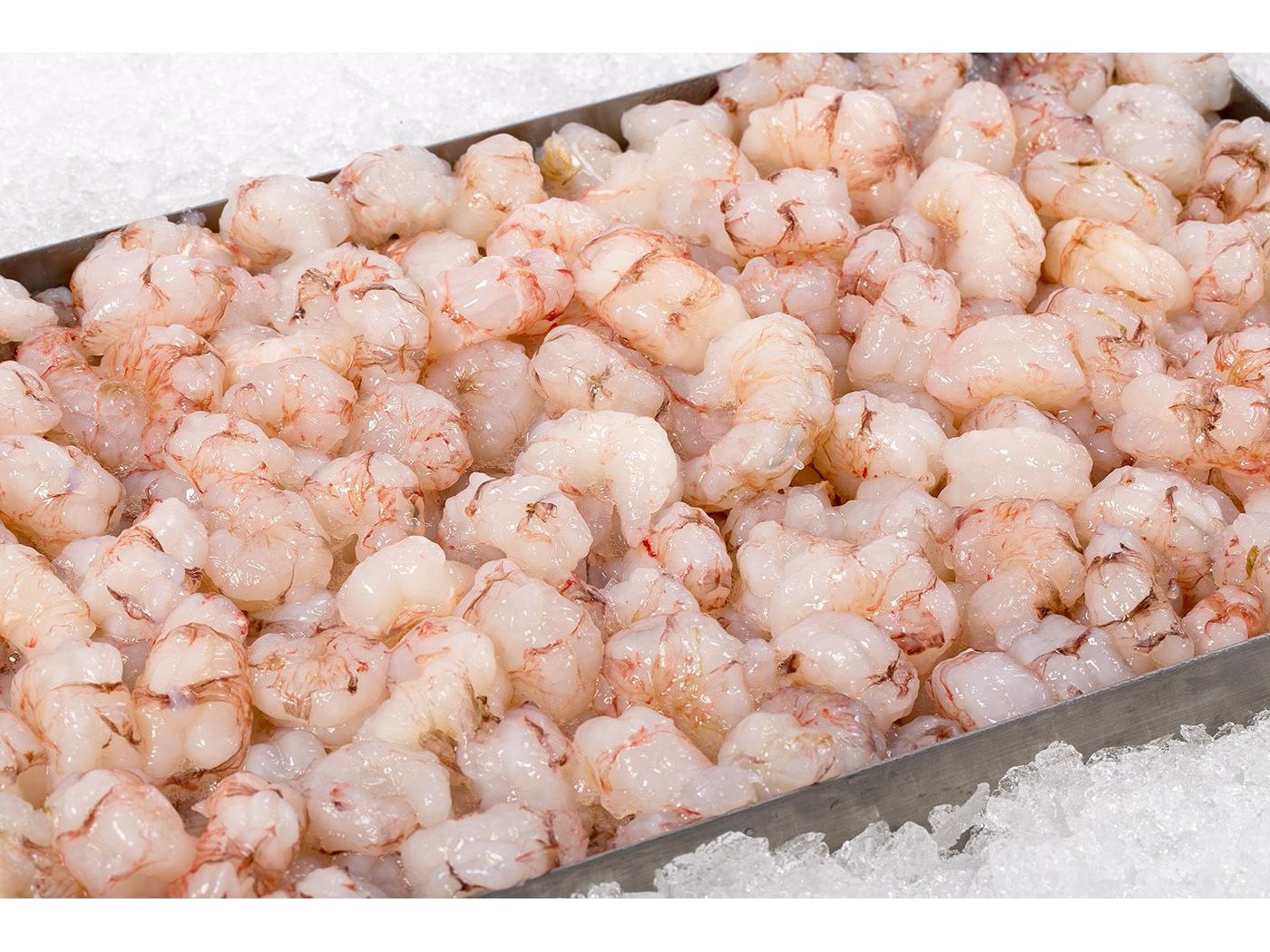 Rock Shrimp