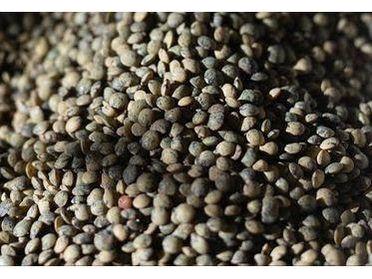 Rancho Gordo French-Style Green Lentils
