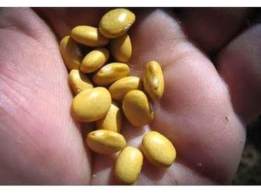 Rancho Gordo Buckeye Beans
