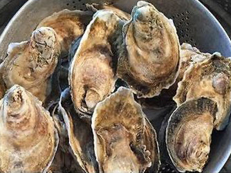 Raw oysters displayed in a steel bowl, with a blurred background.