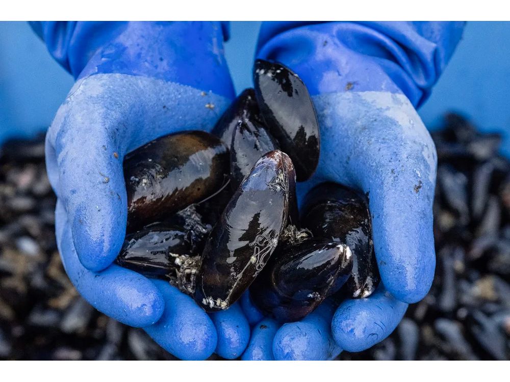 Bangs Island Mussels