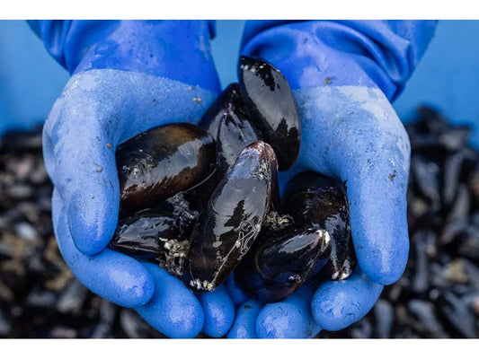 Bangs Island Mussels