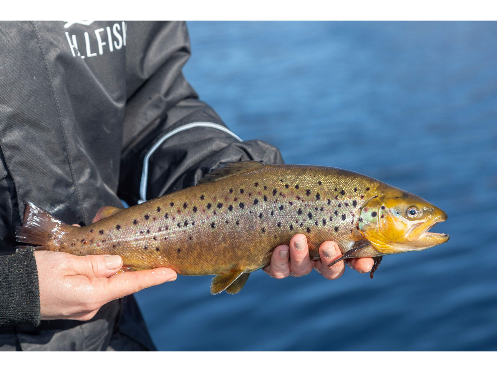 Hooked on Fish photo 12