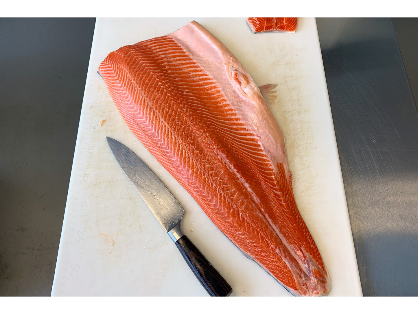 Fjord Sea Trout
