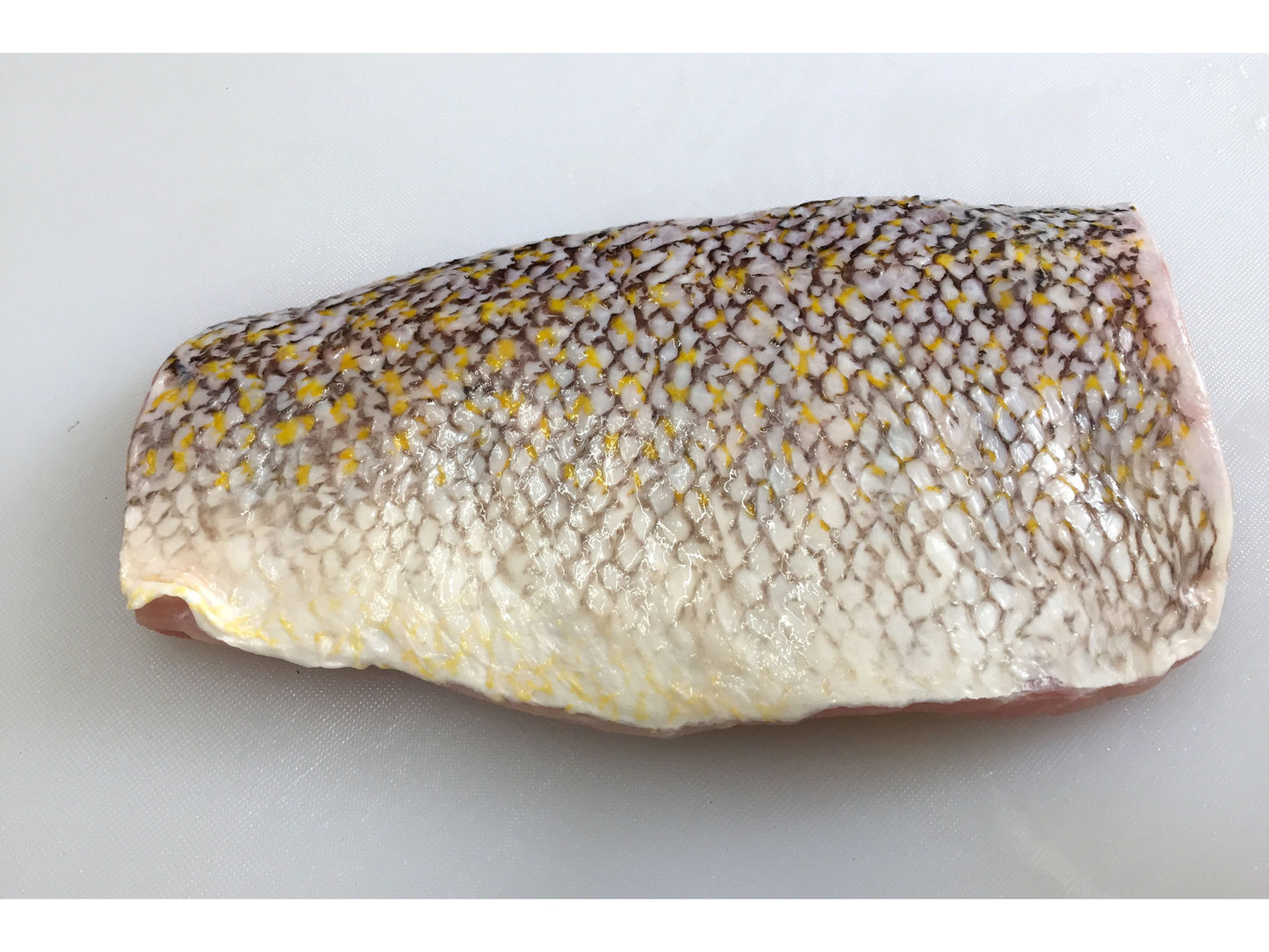 Golden Tilefish