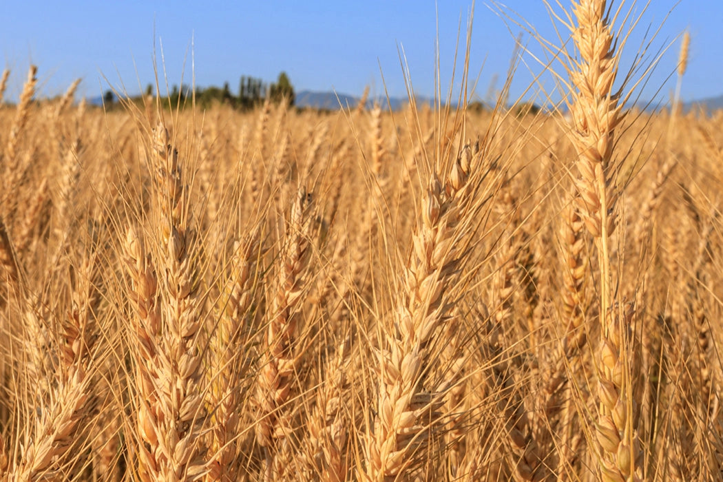 Patagonia Rosemary Garlic Organic Crackers