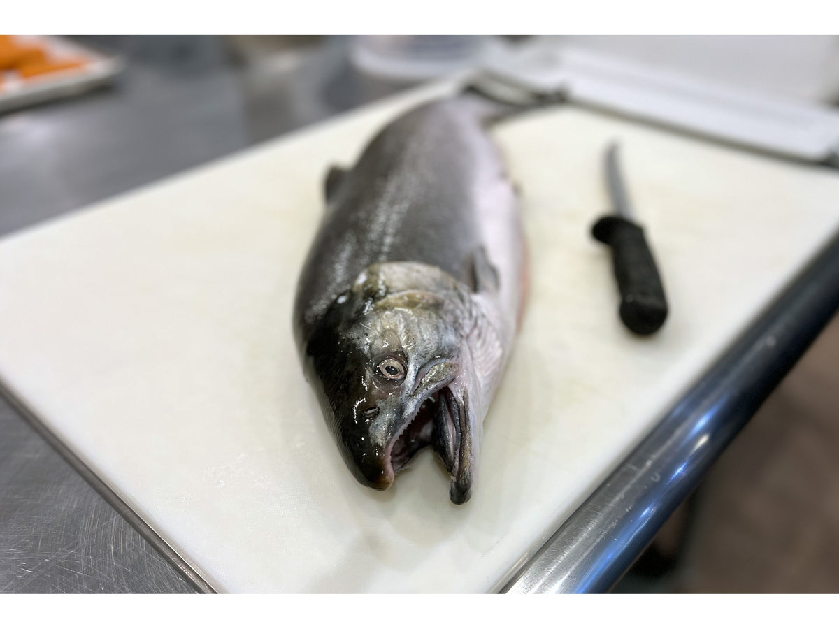 Alaskan Coho Salmon