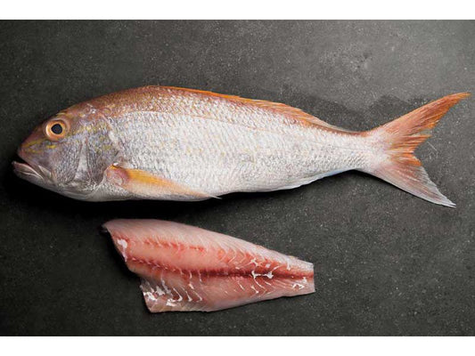 Goldband Snapper