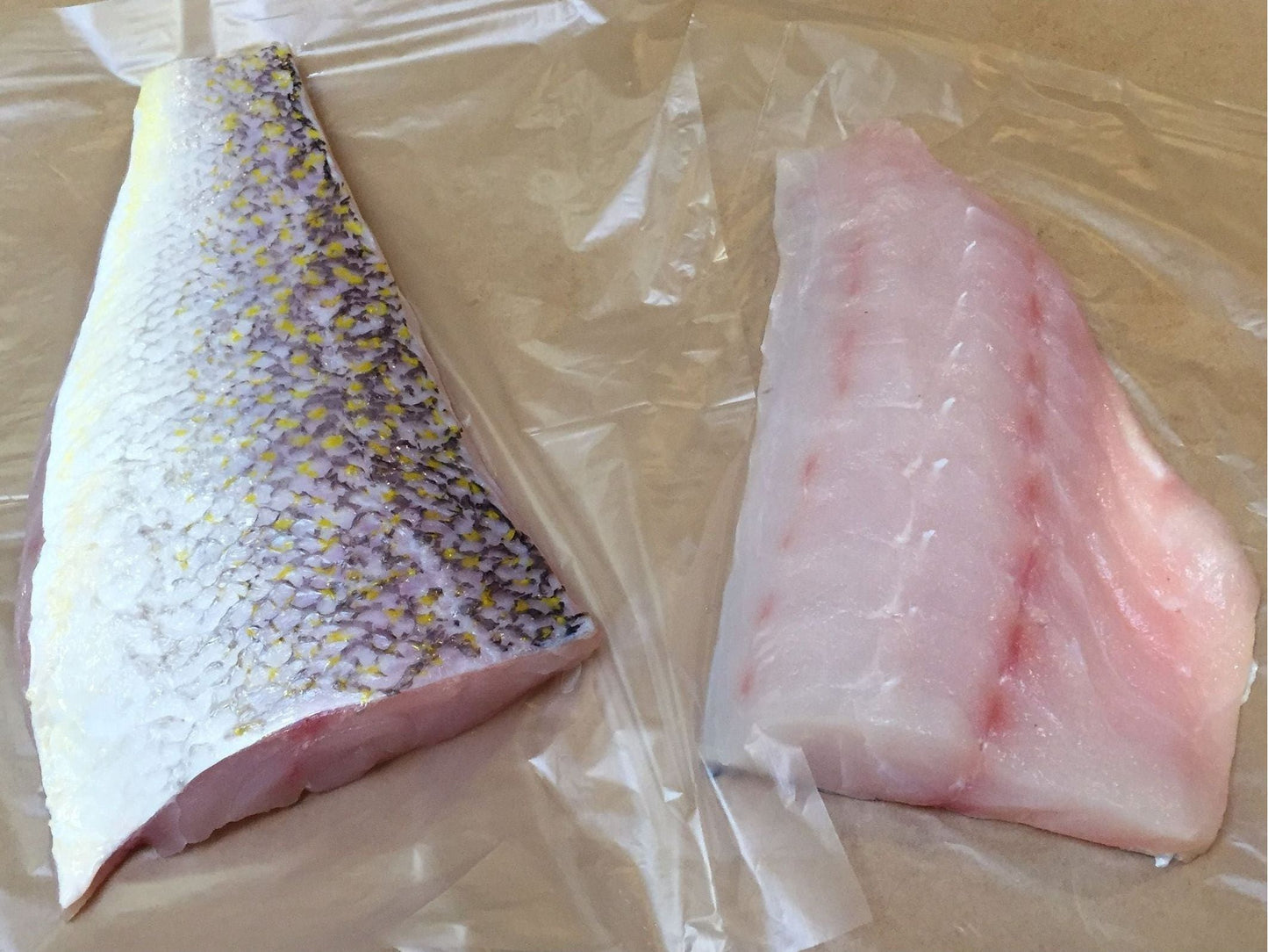 Golden Tilefish