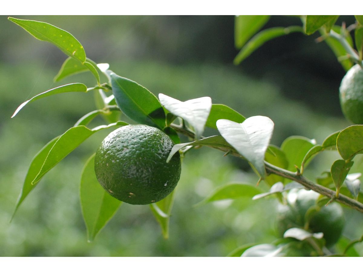 Yuzusco (Japanese Yuzu Hot Sauce)